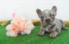 AKC Registered French Bulldog For Sale Holmesville, OH Male- Cyrus