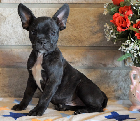 ICA Registered Frenchton For Sale Mansfield, OH Male - Choco