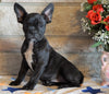 ICA Registered Frenchton For Sale Mansfield, OH Male - Choco