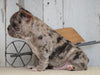 AKC Registered French Bulldog For Sale Millersburg, OH Male- Buddy