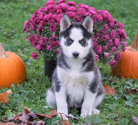 AKC Registered Siberian Husky For Sale Millersburg, OH Female - Aspen