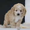 Cockapoo For Sale Dundee, OH Male- Chase