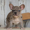 AKC Registered French Bulldog For Sale Millersburg, OH Male- Buddy