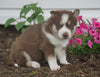 AKC Registered Siberian Husky For Sale Millersburg, OH Female- Dixie