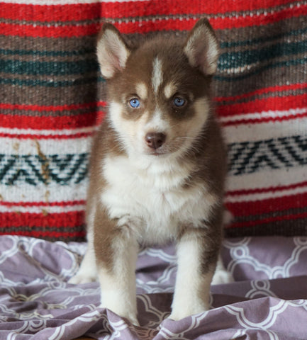 Siberian Husky For Sale Fredericksburg, OH Female- Sierra