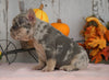 AKC Registered French Bulldog For Sale Millersburg, OH Male- Duke
