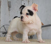 AKC Registered French Bulldog For Sale Millersburg, OH Female- Ruby