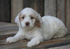 Cockapoo For Sale Wooster, OH Female- Twlight