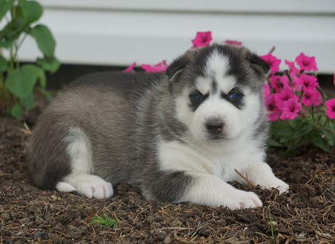 AKC Registered Siberian Husky For Sale Millersburg, OH Male- Bandit