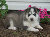 AKC Registered Siberian Husky For Sale Millersburg, OH Male- Bandit