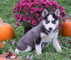 AKC Registered Siberian Husky For Sale Millersburg, OH Female - Cheyenne