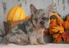AKC Registered French Bulldog For Sale Millersburg, OH Male- Duke
