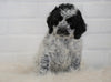 Cockapoo For Sale Dundee, OH Male- Cleo
