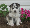 AKC Registered Siberian Husky For Sale Millersburg, OH Male- Bandit