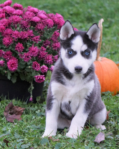 AKC Registered Siberian Husky For Sale Millersburg, OH Female - Cheyenne