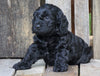Cockapoo For Sale Wooster, OH Male- Pepsi