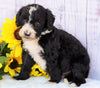 FiB Mini Sheepadoodle For Sale Applecreek, OH Female- Annabell