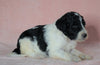 Sheepadoodle (Standard) For Sale Baltic, OH Female- Brittany