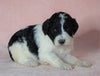 Sheepadoodle (Standard) For Sale Baltic, OH Female- Brittany