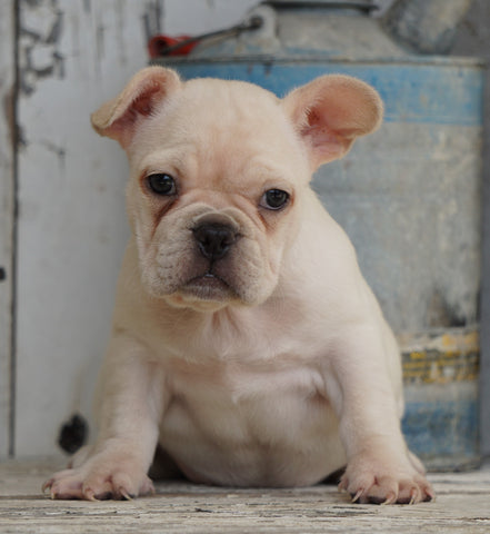 AKC Registered French Bulldog For Sale Millersburg, OH Female- Rosie
