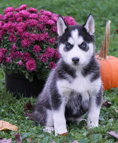 AKC Registered Siberian Husky For Sale Millersburg, OH Female - Sierra