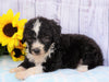 F1B Mini Sheepadoodle For Sale Applecreek, OH Male- Oreo