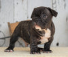 AKC Registered French Bulldog For Sale Millersburg, OH Male- Dakota