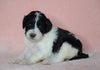 Sheepadoodle (Standard) For Sale Baltic, OH Female- Brittany