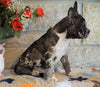 ICA Registered Frenchton For Sale Mansfield, OH Male - Slate