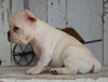 AKC Registered French Bulldog For Sale Millersburg, OH Female- Rosie