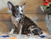 ICA Registered Frenchton For Sale Mansfield, OH Male - Slate