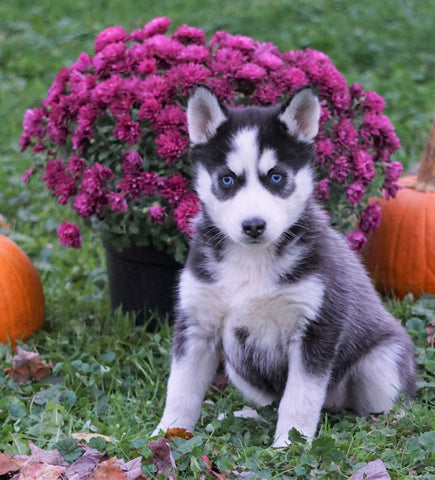 AKC Registered Siberian Husky For Sale Millersburg, OH Female - Willow