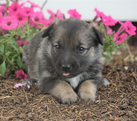 Toy Terrier Mix For Sale Millersburg, OH Female- Sophie