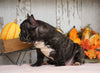 AKC French Bulldog For Sale Millersburg, OH Female- Hailey