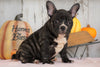 AKC French Bulldog For Sale Millersburg, OH Female- Hailey