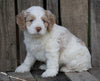 Cockapoo For Sale Wooster, OH Male- Toby