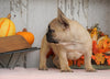 AKC Registered French Bulldog For Sale Millersburg, OH Female- Maggie