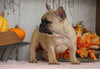 AKC Registered French Bulldog For Sale Millersburg, OH Female- Maggie