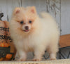 ACA Registered Pomeranian For Sale Millersburg, OH Male- Max