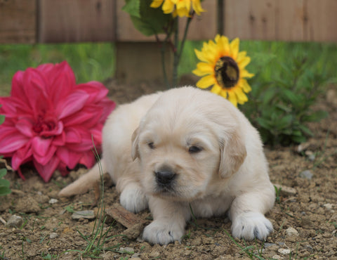AKC Registered Golden Retriever For Sale Applecreek, OH Male- Chad