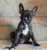 ICA Registered Frenchton For Sale Mansfield, OH Male - Peanut