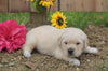 AKC Registered Golden Retriever For Sale Applecreek, OH Male- Chad
