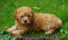ICA Registered Toy Poodle For Sale Millersburg, OH Male- Chipper