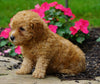 ICA Registered Toy Poodle For Sale Millersburg, OH Male- Chipper
