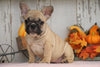 AKC Registered French Bulldog For Sale Millersburg, OH Female- Maggie