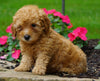 ICA Registered Toy Poodle For Sale Millersburg, OH Male- Chipper