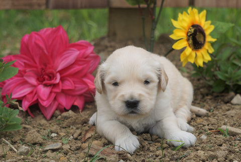AKC Registered Golden Retriever For Sale Applecreek, OH Male- Charles