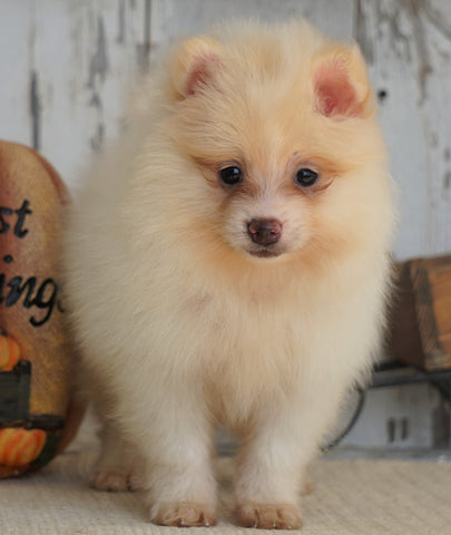 ACA Registered Pomeranian For Sale Millersburg, OH Male- Max