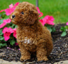 ICA Registered Toy Poodle For Sale Millersburg, OH Female- Zoey