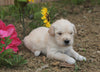 AKC Registered Golden Retriever For Sale Applecreek, OH Male- Charles